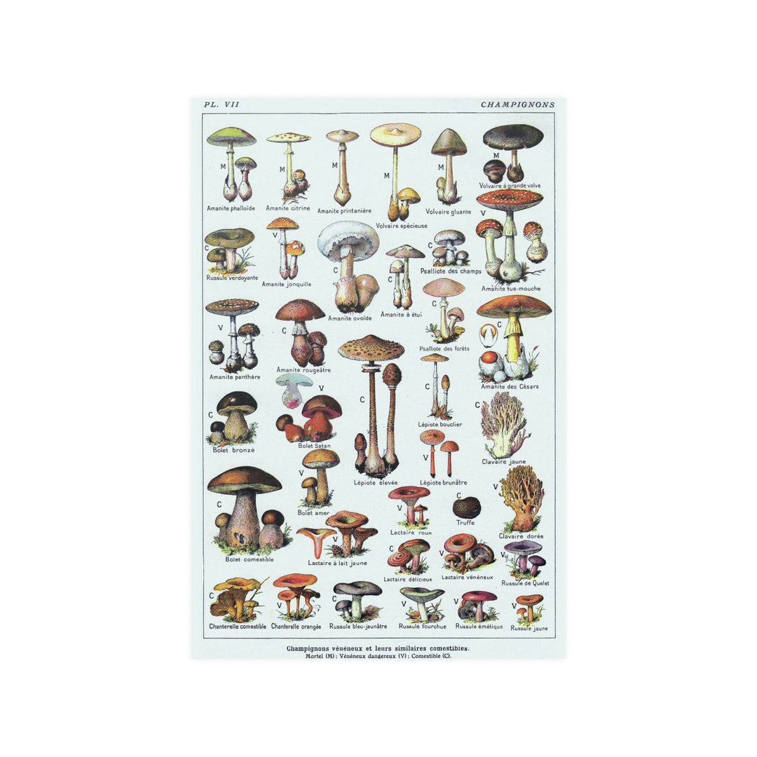 vintage mushrooms poster